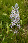 Atlantic camas